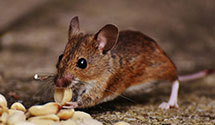 24 Hour & Emergency Exterminators in Frederick, PA